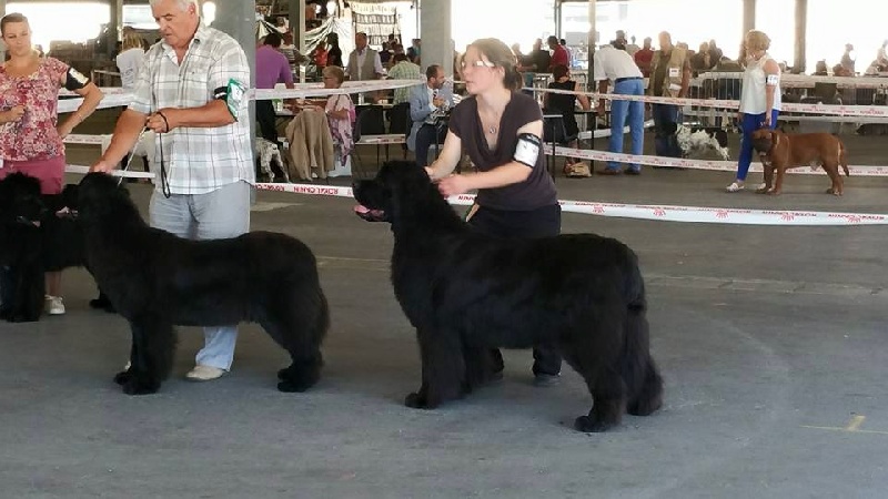 Gemmei - tenno du sentier des cardabelles - 2ème Excellente - R CACS - R CACIB