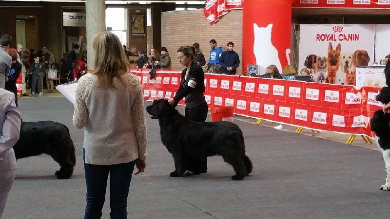 Gemmei - tenno du sentier des cardabelles - 2ème excellente