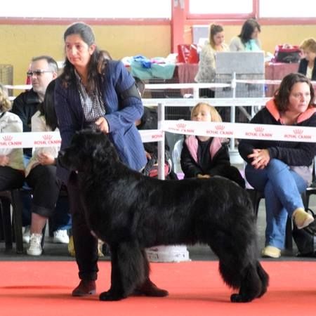 Live irrésistible du sentier des cardabelles - 1ère Excellente - Meilleur Jeune - Confirmé