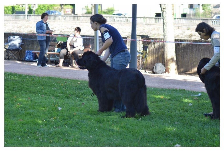 Gemmei - tenno du sentier des cardabelles - 2ème excellente