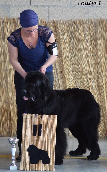 Live irrésistible du sentier des cardabelles - 2ème Excellente classe jeune Femelle