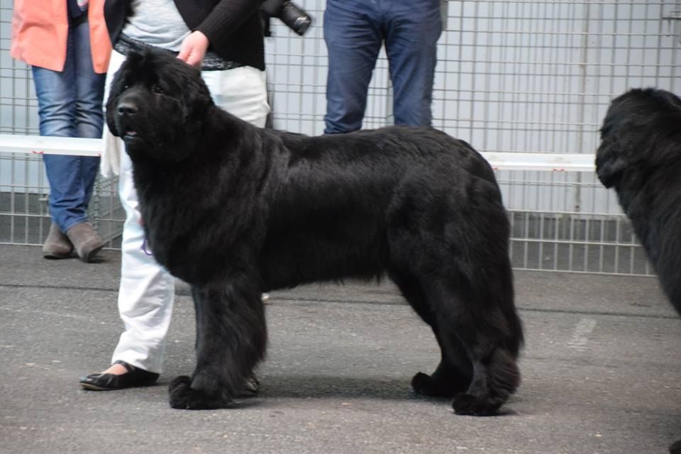 Live irrésistible du sentier des cardabelles - Excellente
