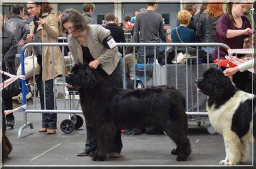 Gemmei - tenno du sentier des cardabelles - 1ère Excellente -