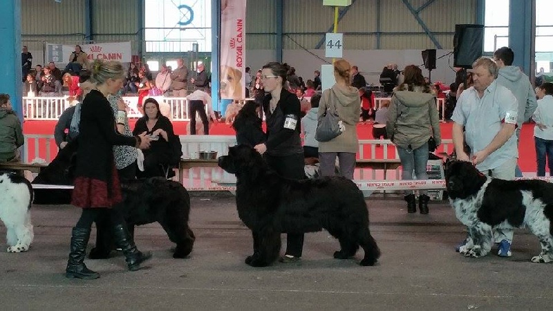 Gemmei - tenno du sentier des cardabelles - 4ème Excellente
