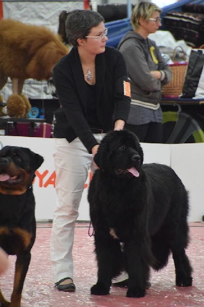 Live irrésistible du sentier des cardabelles - 1ère Excellente - Meilleur Jeune -