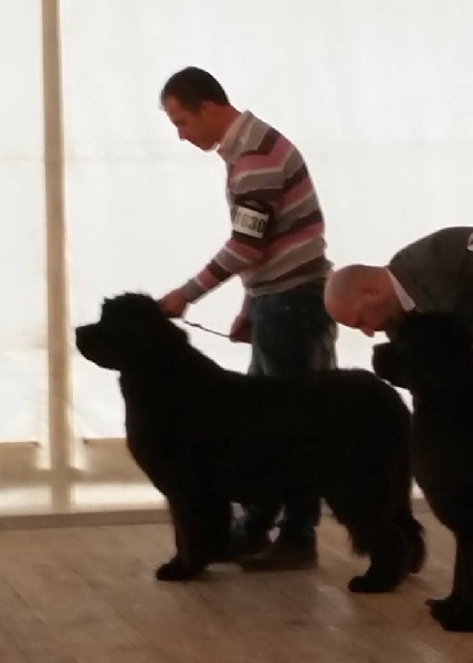 Gemmei - tenno du sentier des cardabelles - 4ème Excellente