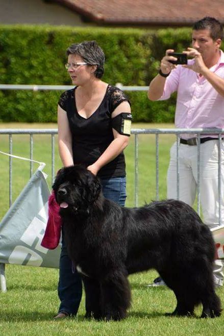 Live irrésistible du sentier des cardabelles - 1ère Excellente - Meilleur Jeune -