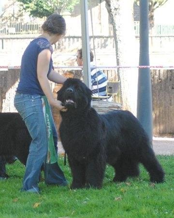 Gemmei - tenno du sentier des cardabelles - 3ème excellente