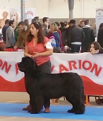 Gemmei - tenno du sentier des cardabelles - 3ème excellente