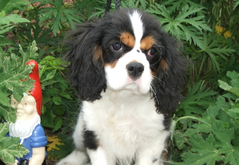 Publication : de la Vallée d'Alina Auteur : MR LANGUINIER ALAIN