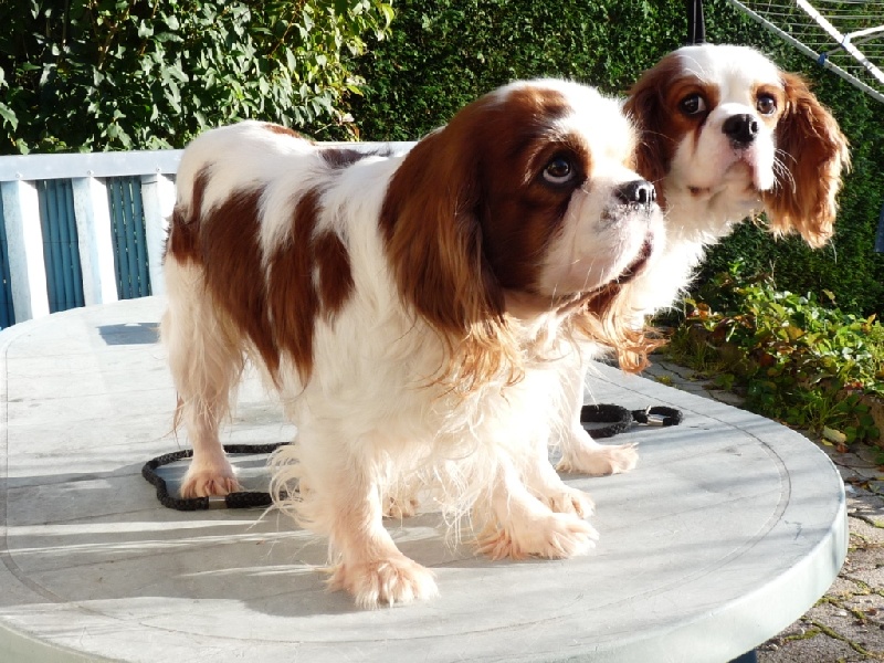 Publication : de la Vallée d'Alina Auteur : Alain LANGUINIER