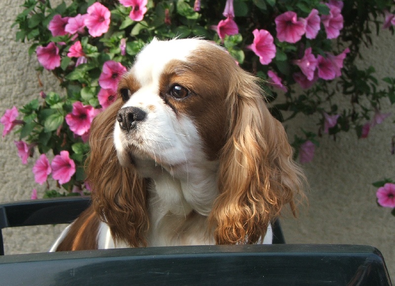 Publication : de la Vallée d'Alina Auteur : MR ALAIN LANGUINIER