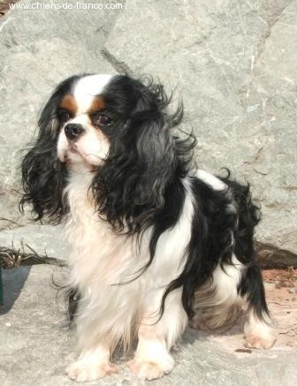 Publication : de la Vallée d'Alina