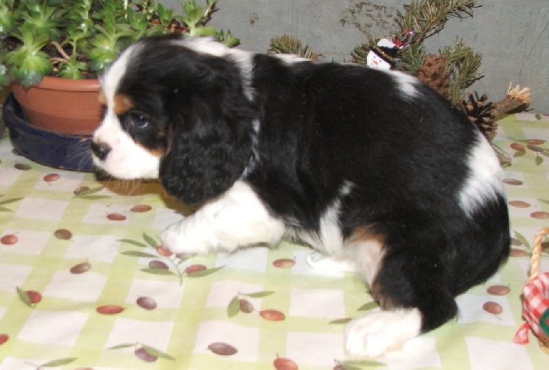 Publication : de la Vallée d'Alina Auteur : MR LANGUINIER ALAIN