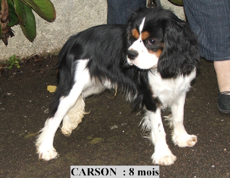 Publication : de la Vallée d'Alina Auteur : MR LANGUINIER ALAIN