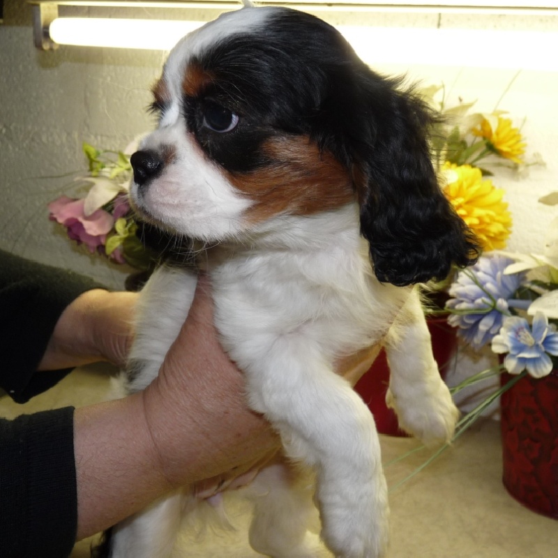 Publication : de la Vallée d'Alina Auteur : Alain LANGUINIER