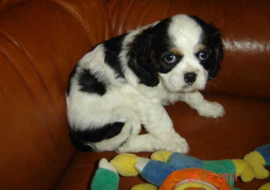 Publication : de la Vallée d'Alina Auteur : Alain LANGUINIER