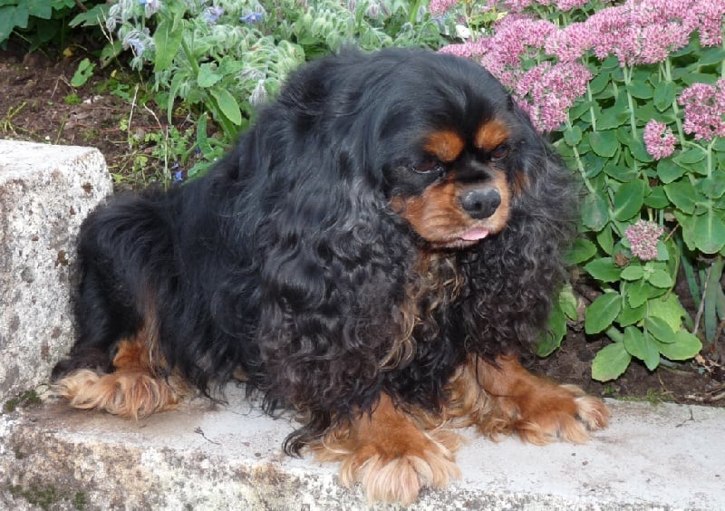 Publication : de la Vallée d'Alina Auteur : ALAIN LANGUINIER