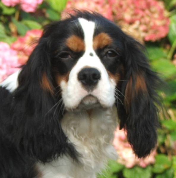 Publication : de la Vallée d'Alina Auteur : MR LANGUINIER ALAIN