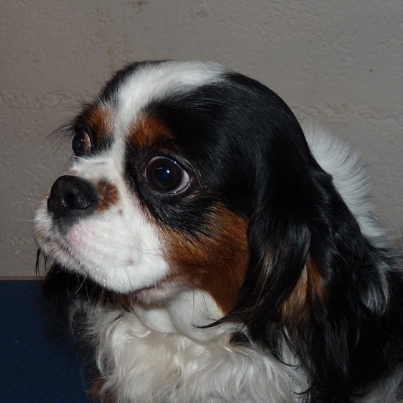 Publication : de la Vallée d'Alina Auteur : Alain LANGUINIER