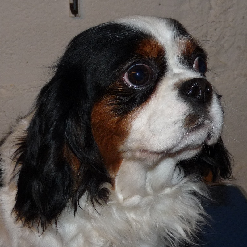 Publication : de la Vallée d'Alina Auteur : Alain LANGUINIER