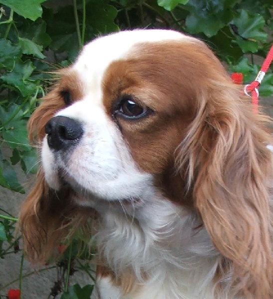 Publication : de la Vallée d'Alina Auteur : Mr Languinier Alain