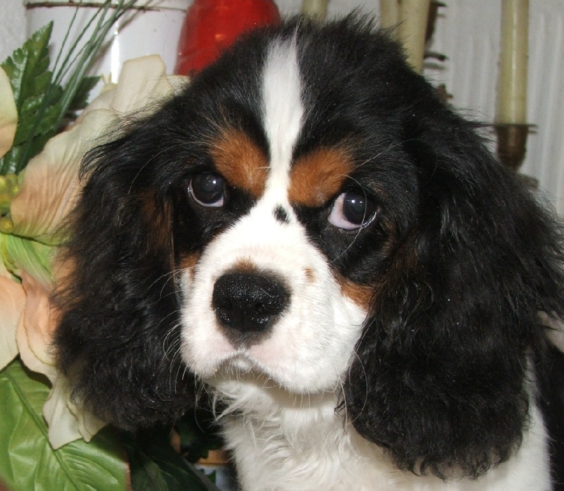 Publication : de la Vallée d'Alina Auteur : MR LANGUINIER ALAIN