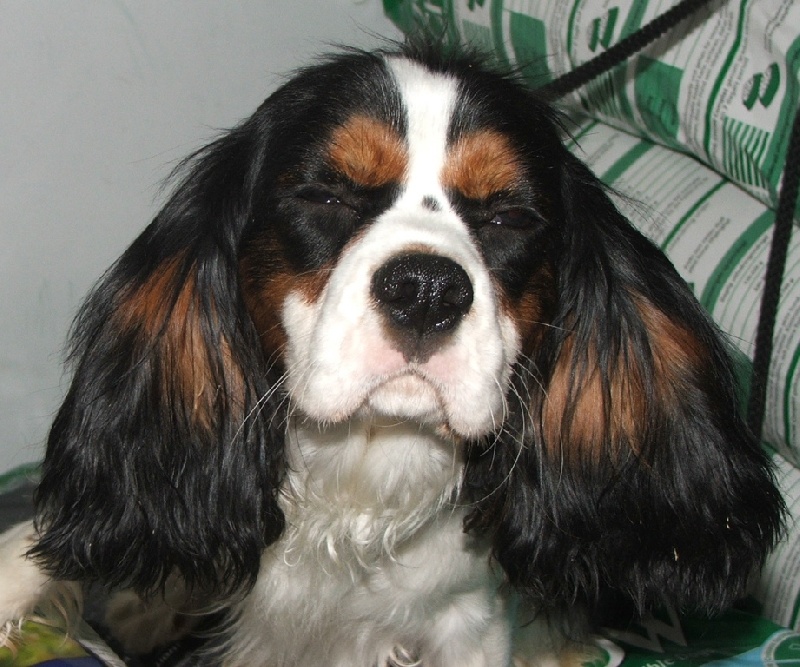 Publication : de la Vallée d'Alina Auteur : MR LANGUINIER ALAIN