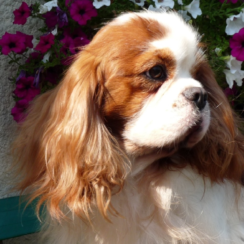 Publication : de la Vallée d'Alina Auteur : Alain LANGUINIER