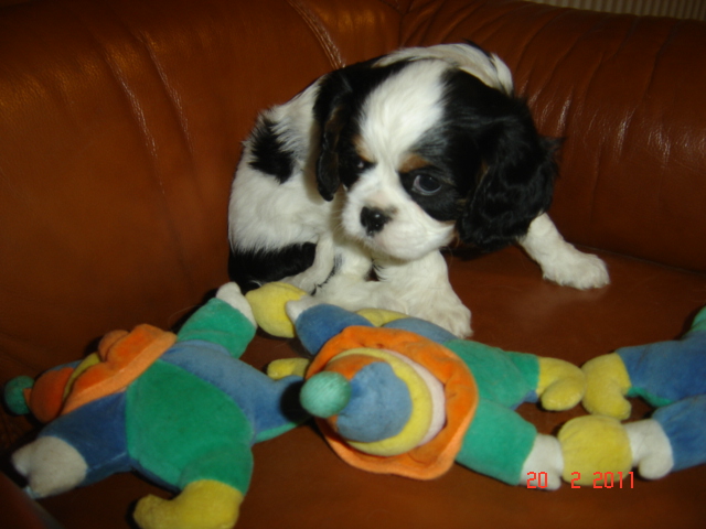 Publication : de la Vallée d'Alina Auteur : Alain LANGUINIER