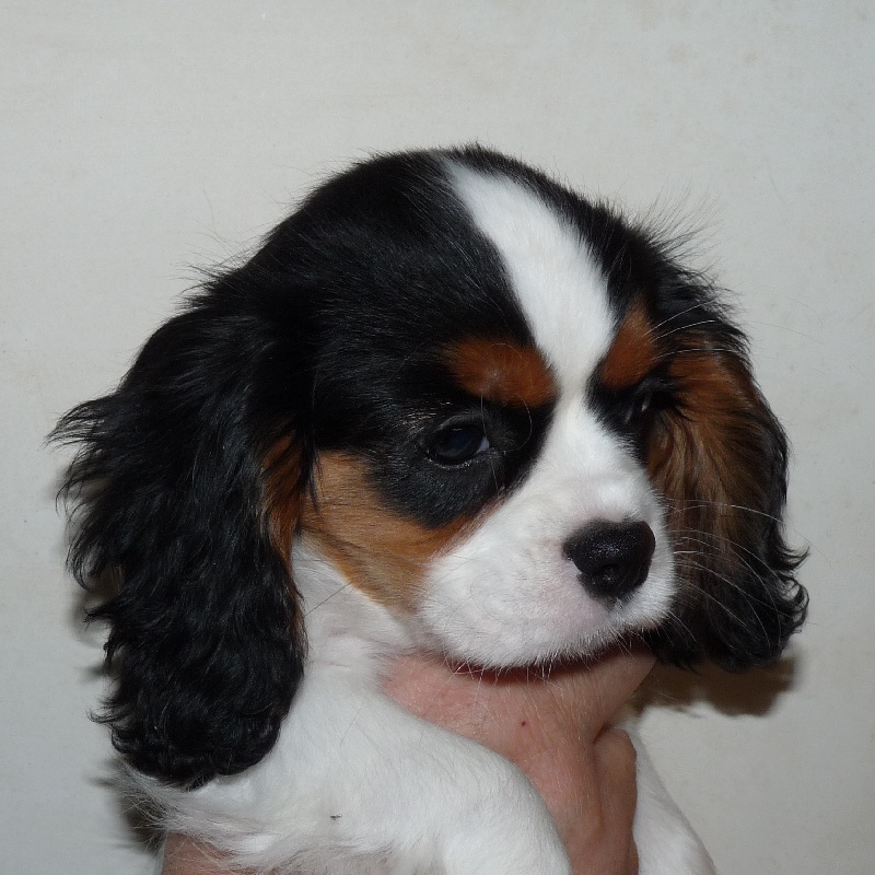 Publication : de la Vallée d'Alina Auteur : LANGUINIER