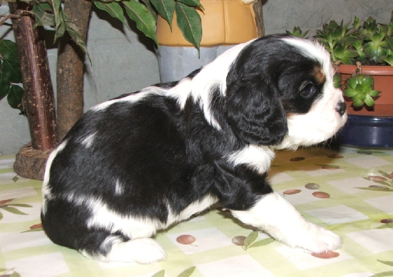 Publication : de la Vallée d'Alina Auteur : MR LANGUINIER ALAIN