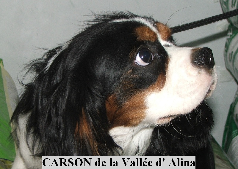 Publication : de la Vallée d'Alina Auteur : MR LANGUINIER ALAIN