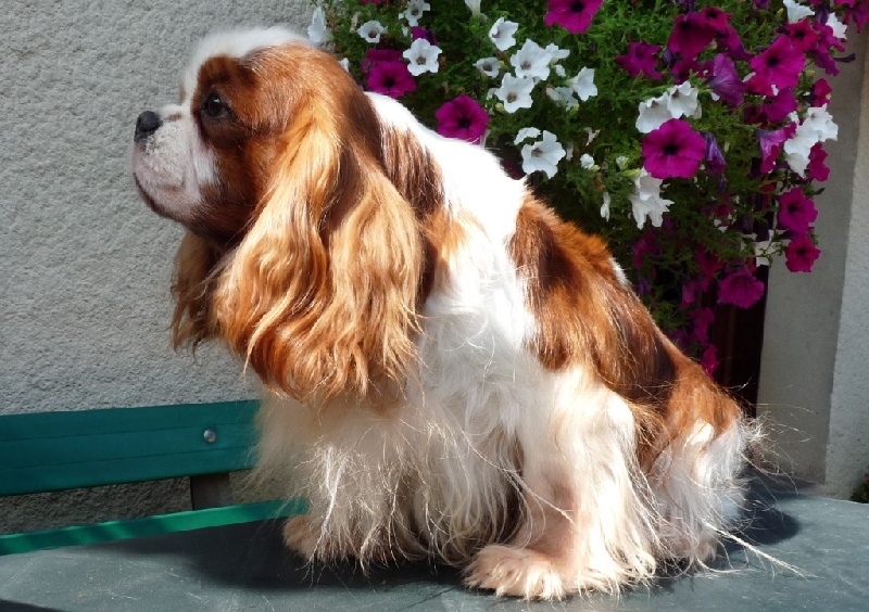 Publication : de la Vallée d'Alina Auteur : Alain LANGUINIER