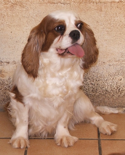 Publication : de la Vallée d'Alina Auteur : Mr Languinier Alain