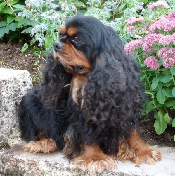 Publication : de la Vallée d'Alina Auteur : ALAIN LANGUINIER