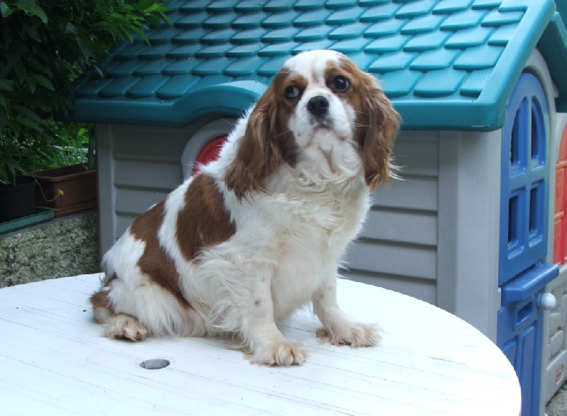 Publication : de la Vallée d'Alina Auteur : MR ALAIN LANGUINIER