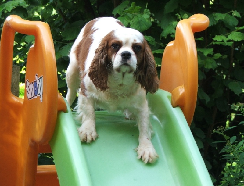 Publication : de la Vallée d'Alina Auteur : Mr Languinier Alain