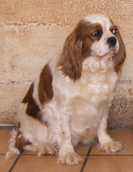 Publication : de la Vallée d'Alina Auteur : MR ALAIN LANGUINIER