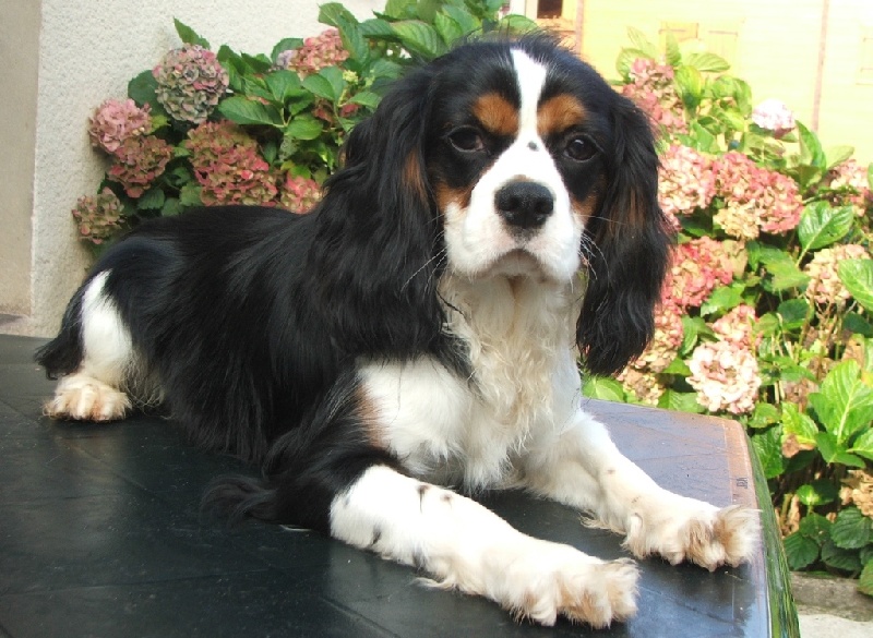 Publication : de la Vallée d'Alina Auteur : MR LANGUINIER ALAIN