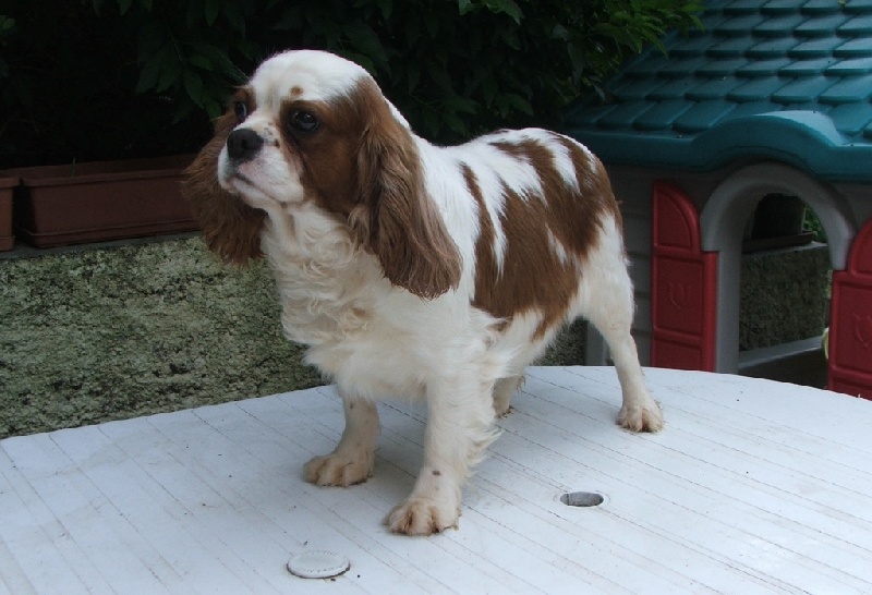 Publication : de la Vallée d'Alina Auteur : Mr Languinier Alain