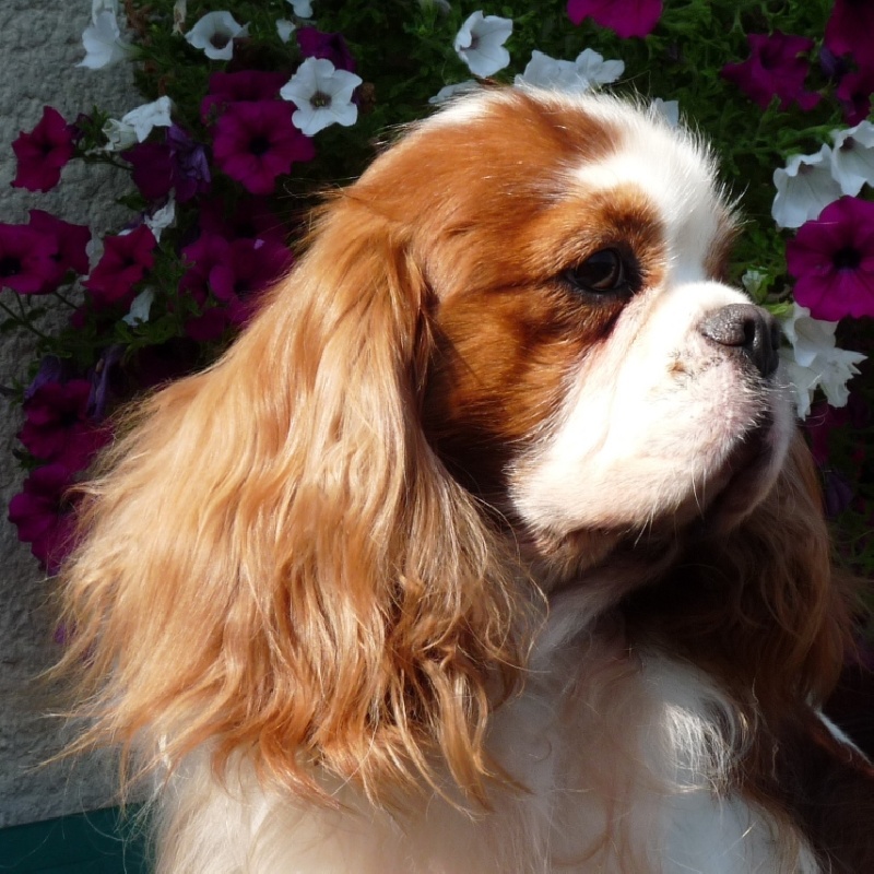 Publication : de la Vallée d'Alina Auteur : Alain LANGUINIER