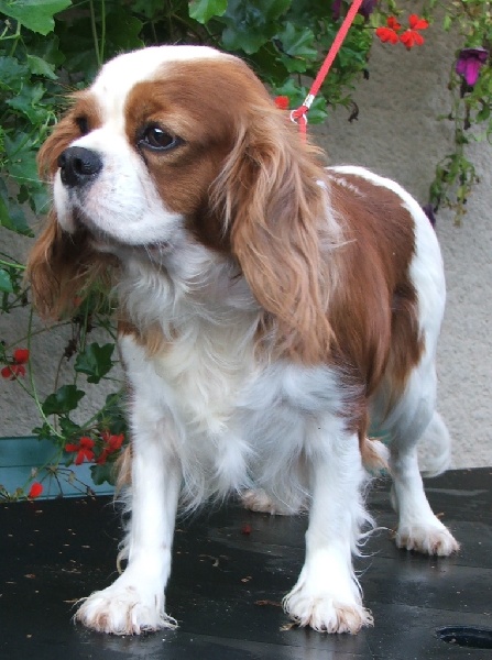 Publication : de la Vallée d'Alina Auteur : Mr Languinier Alain