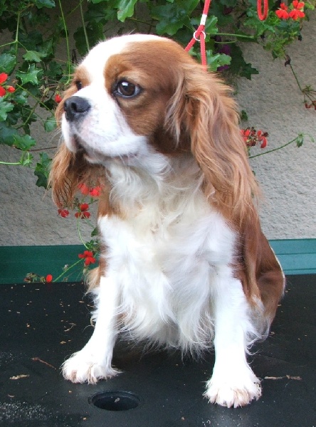 Publication : de la Vallée d'Alina Auteur : Mr Languinier Alain