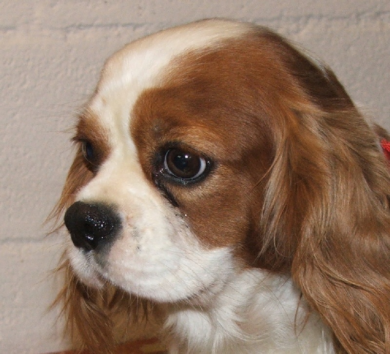 Publication : de la Vallée d'Alina Auteur : Mr Languinier Alain