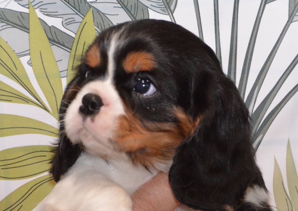 ARTHUR de la Vallée d' ALINA