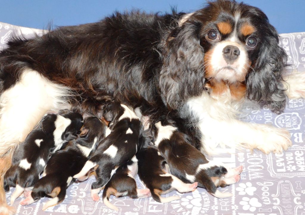 ARTHUR de la Vallée d' ALINA