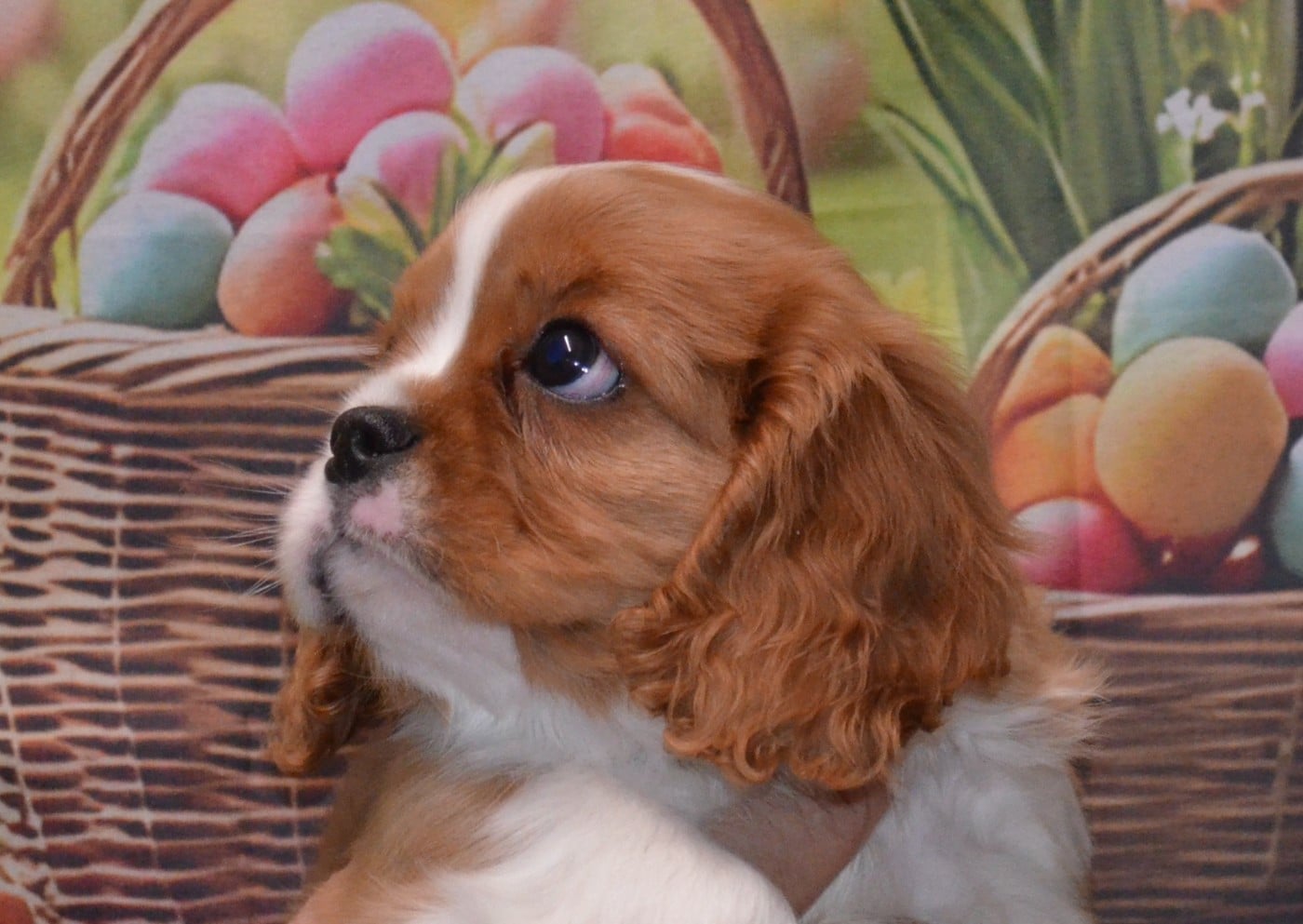 BENNY