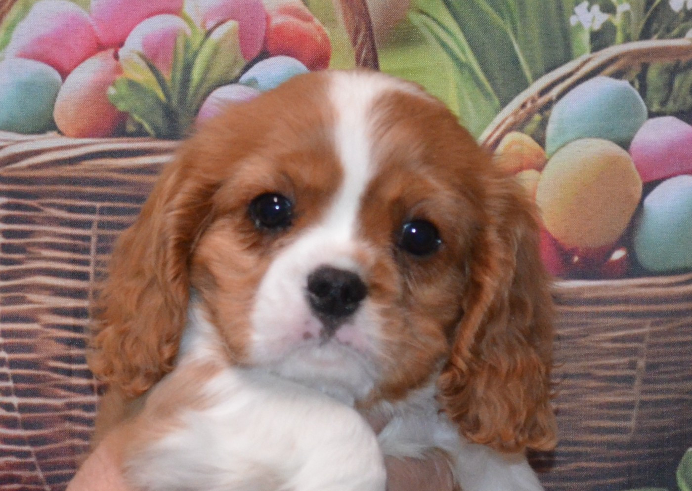 BENNY