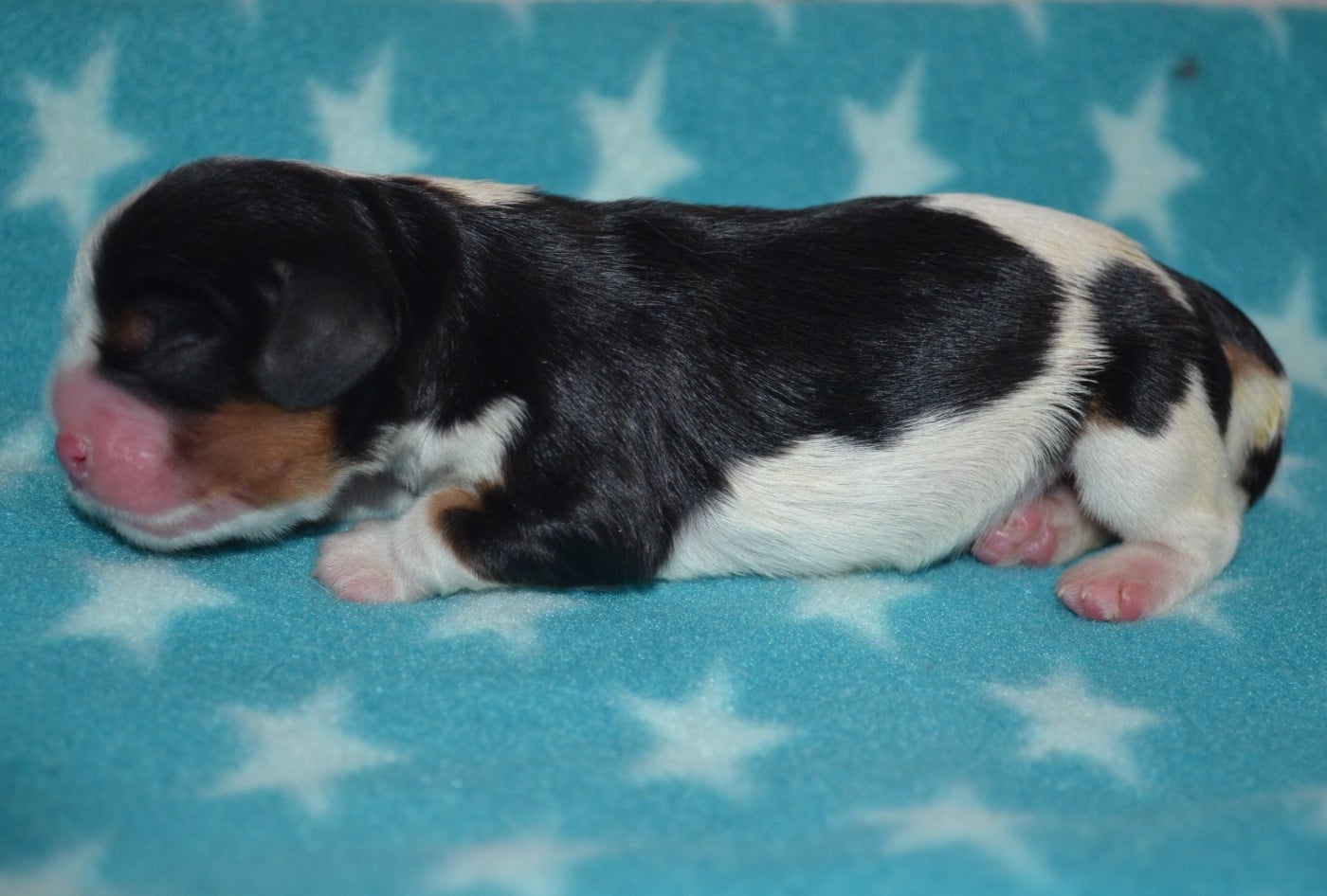 CHIOT de la Vallée d' ALINA